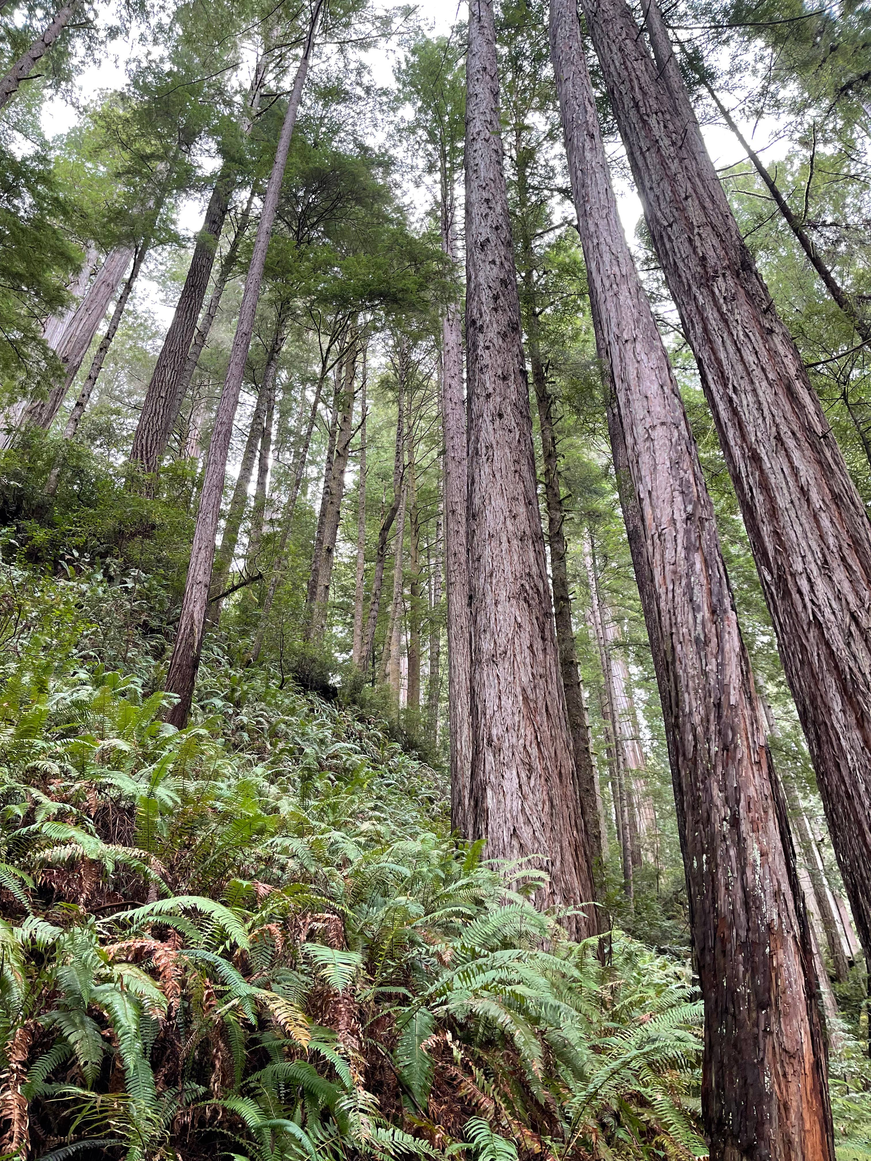 Oregon Forest Candle