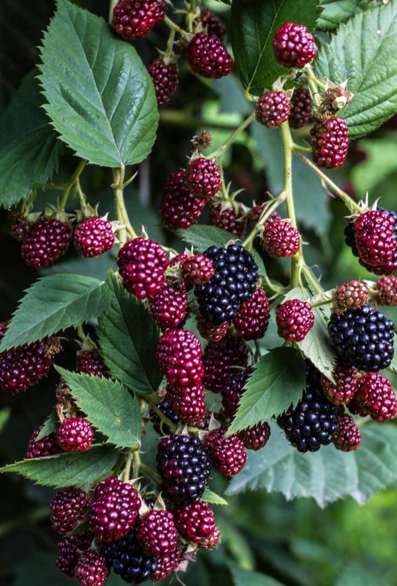 Wild Blackberry Candle